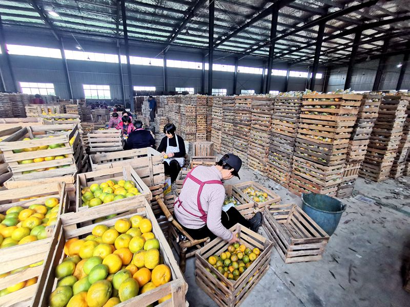 柑橘豐收卻不增收？看浙農控股如何給龍游的橘農們&ldquo;支招&rdquo;