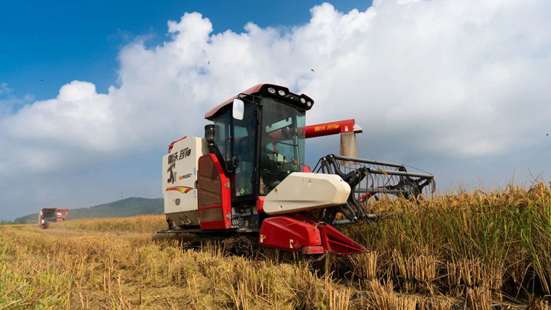 全力以赴奪取秋糧豐收，浙農這樣做→